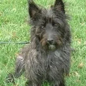 Cairn Terrier