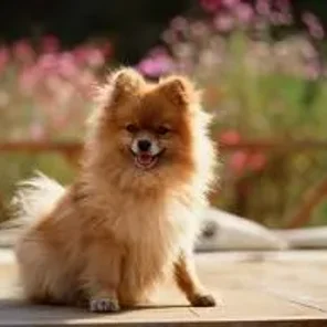 Pomeranian