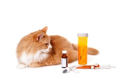 Emergency Care for Your Cat