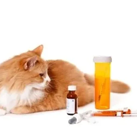 Emergency Care for Your Cat