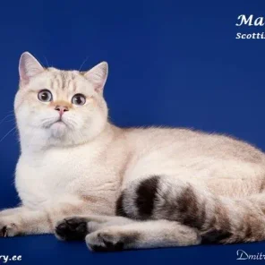 Geliocat's Velor of Macrory