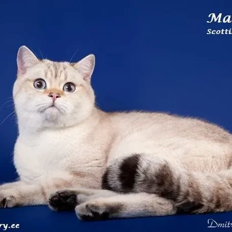 Geliocat's Velor of Macrory