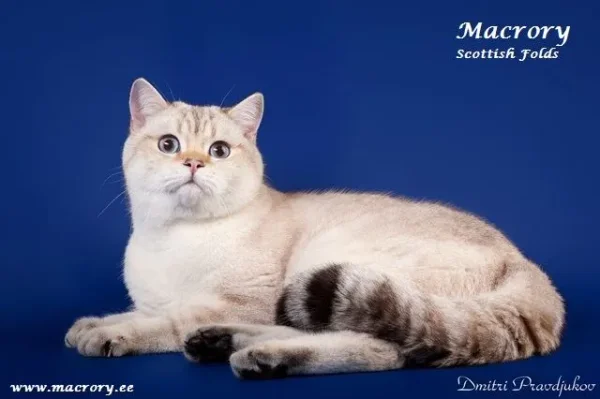 Geliocat's Velor of Macrory