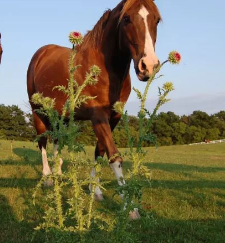 Fall Weed Control on the Farm