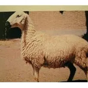 Baluchi
