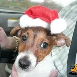 Minnie Jack (Designer Dog)