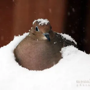 Animals in Winter We Domesticate