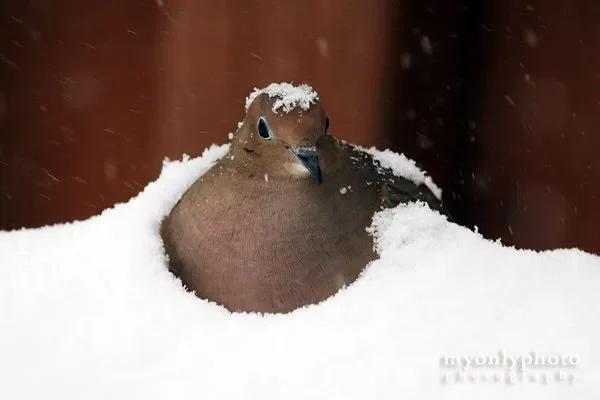 Animals in Winter - the contrast creates some of the most beautiful pallets
