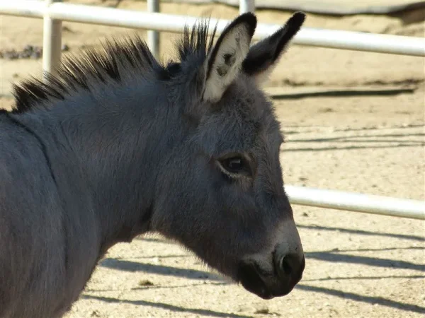 Honkey Donkey's Mr. Meade