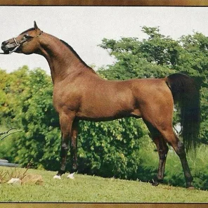 LETHYF EL JAMAAL