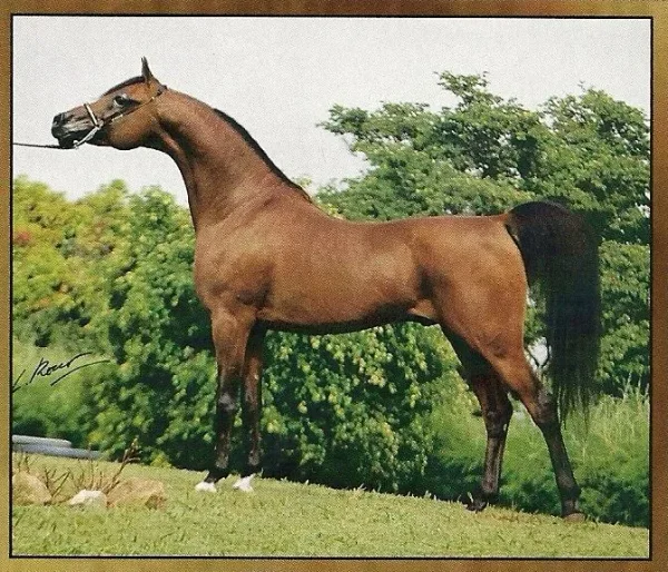 LETHYF EL JAMAAL