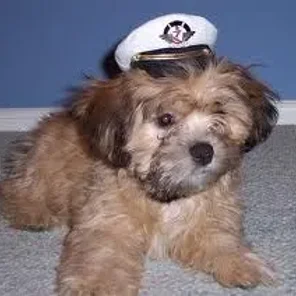 Griffichon (Designer Dog)
