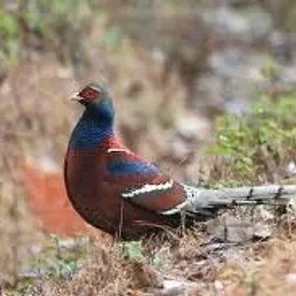 Mrs. Hume's Pheasant