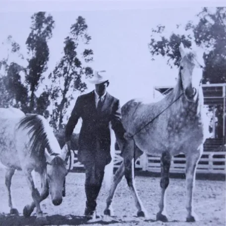 Calsabiyat "twin" (Raseyn x Rifdah) grey mare, foaled Februrary 3, 1939
bred by W.K. Kellogg Institute
