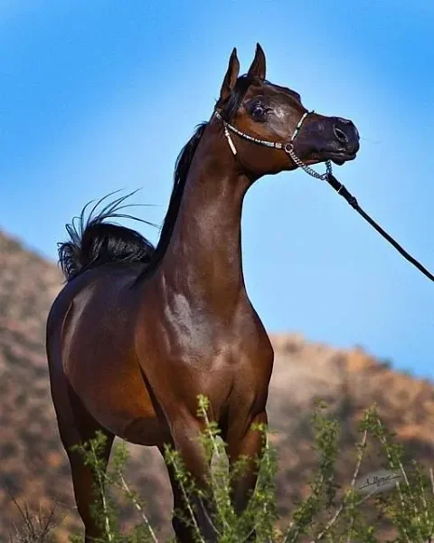 Grand Commandd