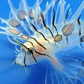 Marine Fish