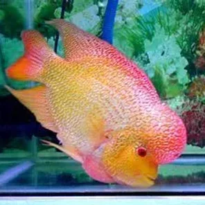 Flowerhorn cichlid