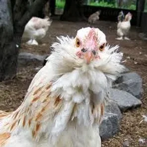 Appenzeller Bearded Hen