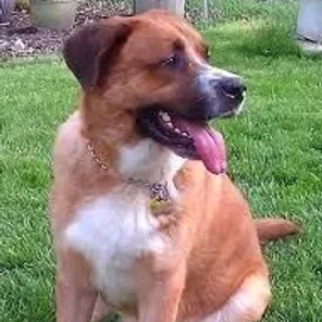 Labernard (Designer Dog)