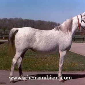 ENARIA