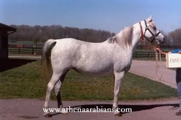 ENARIA