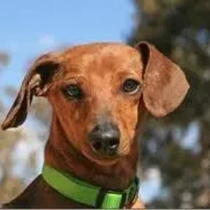 Dashalier (Designer Dog)