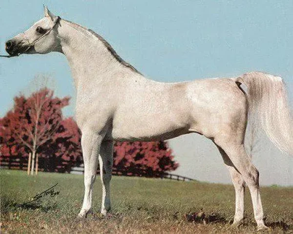 IMPERIAL IMDAL