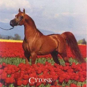 CYTOSK