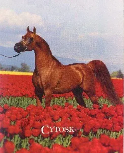 CYTOSK