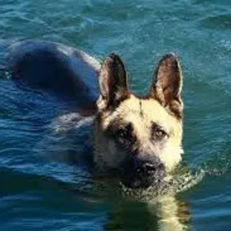 Also known as the Alsatian, the German Shepherd Dog is loyal, protective, and intelligent.