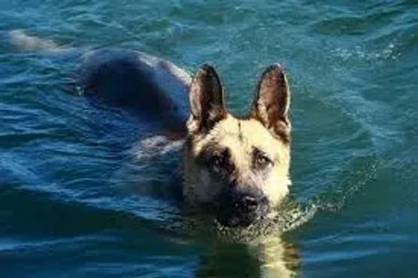 Also known as the Alsatian, the German Shepherd Dog is loyal, protective, and intelligent.