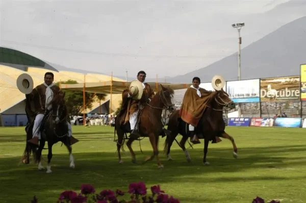 Asociación Internacional de la Alpaca