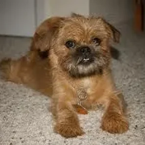 Griffonese (Designer Dog)