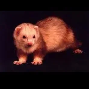 Cinnamon
