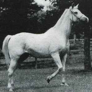 COUNTESS OF LASMA