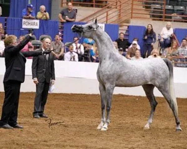 Luxemere Jizette Arabian Champion Mare