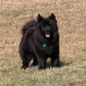 Swedish Lapphund