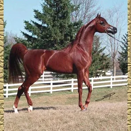 Owned by Lucky & Raegen Lurken Standing at International Training Center.