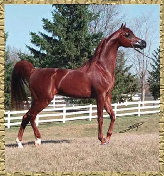 Owned by Lucky & Raegen Lurken Standing at International Training Center.