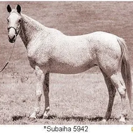 Subaiha