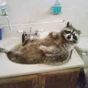 How to Care for a Pet Raccoon