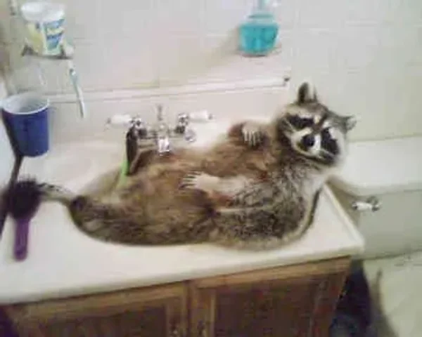 Not many people think of raccoons as pets, but they make great ones, if you're okay with their mischievous personality. Here's how to care for one!