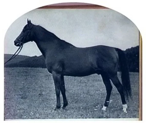 HALEF