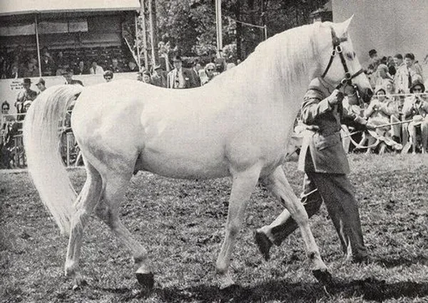 Sahran