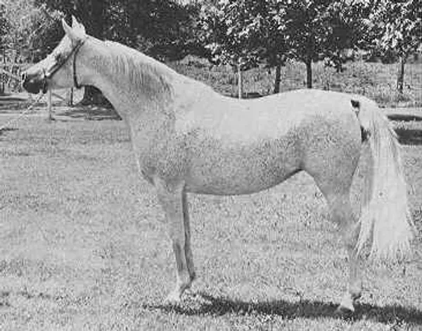 *Ansata Bint Mabrouka