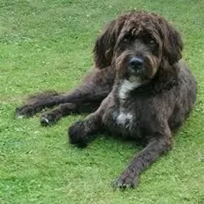 Boxerdoodle (Designer Dog)