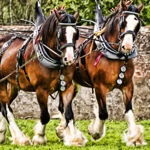 Clydesdale