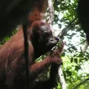 Creative Creatures: 10 Animals That Use Tools