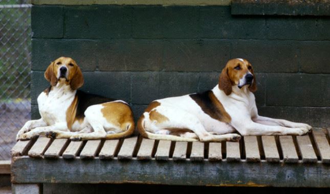 American Foxhound