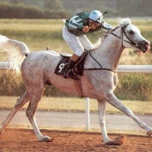 Crusader